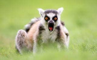 Картинка Лемуры, эмоции, Взгляд, Удивление, Животные, удивлен, удивлена, смотрит, смотрят, изумление, Ring-tailed, животное, lemur