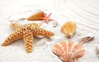 Обои Морские, звезды, песка, песке, Песок, Ракушки