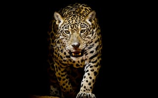 Картинка леопард, Большие, фоне, животное, на, Леопарды, черном, Черный, кошки, Животные