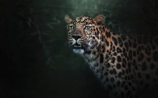 Картинка леопард, Большие, животное, Леопарды, Животные, кошки