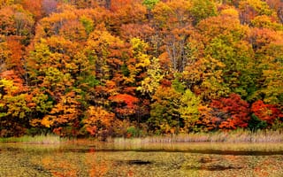 Картинка Разноцветные, Природа, Осень, дерево, Времена, года, осенние, дерева, деревьев, сезон, Деревья