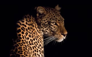 Картинка леопард, Большие, Черный, животное, на, фоне, черном, Животные, Усы, Леопарды, Вибриссы, кошки