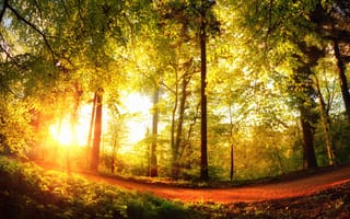 Картинка Лучи, света, дерева, Времена, лес, Природа, Осень, Леса, деревьев, сезон, года, дерево, Деревья, осенние
