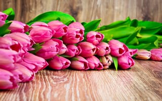 Картинка розовая, Тюльпаны, розовые, Цветы, цветок, Розовый, розовых, тюльпан