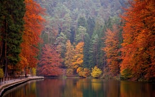 Обои Германия, Saxon, дерева, Switzerland, деревьев, Парки, Озеро, Природа, Деревья, осенние, парк, дерево, National, Park, Осень
