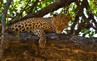 Картинка леопард, Большие, кошки, смотрит, Ствол, смотрят, животное, Взгляд, дерева, Леопарды, Животные