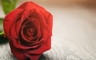 Картинка Розы, Красный, Цветы, Крупным, красная, цветок, красных, вблизи, планом, красные