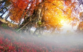 Обои Закарпатье, Украина, Осень, тумана, Природа, дерево, деревьев, Туман, дерева, Деревья, осенние, тумане