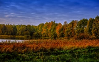 Картинка Осень, Природа, Озеро, траве, Леса, Трава, осенние