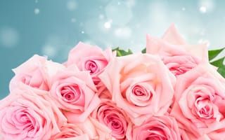 Картинка Розы, розовых, цветок, Крупным, вблизи, Цветы, планом, розовые, Розовый, розовая