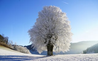 Обои зимние, Природа, Зима, Деревья, дерева, деревьев, дерево, снегу, Снег, снеге, снега