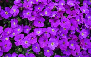 Картинка Aubretia, фиолетовая, Цветы, Фиолетовый, планом, фиолетовые, вблизи, Много, Крупным, цветок, фиолетовых
