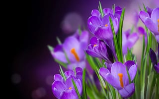 Картинка Фиолетовый, Цветы, Крокусы, фиолетовые, планом, вблизи, Крупным, Шафран, фиолетовая, фиолетовых