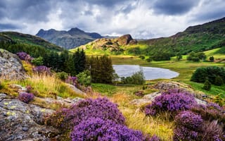 Картинка Великобритания, Cumbria, Холмы, Природа, Лаванда, холм, Озеро, холмов, ели, Ель, Горы
