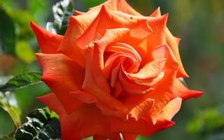 Обои Розы, оранжевых, планом, Оранжевый, оранжевая, Цветы, вблизи, Крупным, оранжевые