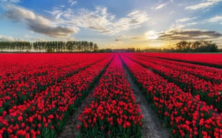 Картинка Бельгия, красных, красная, Поля, Цветы, Много, Красный, красные, Тюльпаны