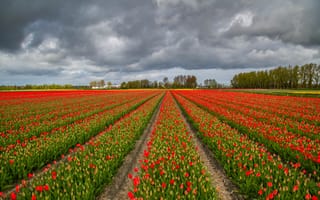 Картинка Нидерланды, красная, Красный, Поля, Тюльпаны, Цветы, Много, красные, красных