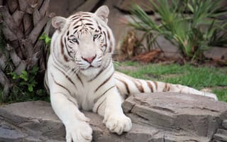 Картинка Тигры, белая, Животные, белых, белые, Белый