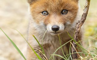 Картинка Лисы, Детеныши, Взгляд, Животные, смотрят, Лисица, смотрит