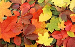 Картинка Листва, Разноцветные, Листья, планом, вблизи, Крупным, осенние, Осень, лист, Природа
