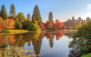 Картинка Англия, Sheffield, Деревья, Пруд, деревьев, Осень, Парки, Природа, Park, дерева, дерево, осенние