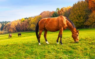 Картинка Лошади, осенние, Луга, Осень, траве, Трава, Животные