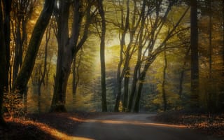 Картинка Нидерланды, Природа, Осень, Дороги, дерево, дерева, осенние, деревьев, Деревья, Леса