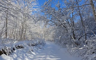 Картинка зимние, Природа, снеге, Зима, дерево, дерева, Дороги, Снег, ветвь, Деревья, снега, на, ветке, ветка, снегу, деревьев, Ветки