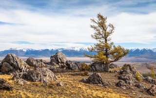 Картинка Россия, Altai, дерево, деревьев, дерева, Камень, Деревья, Пейзаж, Камни, Горы, Природа