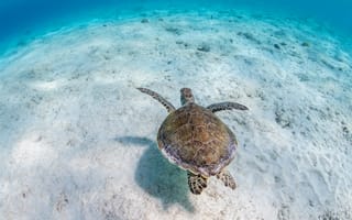 Картинка Черепахи, Подводный, Животные, мир