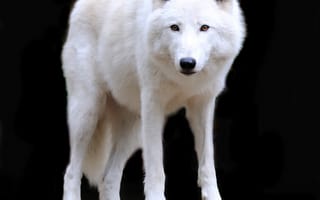 Картинка Волки, белая, Белый, Животные, белых, белые