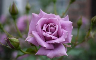 Картинка Розы, Фиолетовый, фиолетовые, фиолетовых, планом, вблизи, фиолетовая, Крупным, Цветы