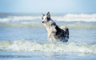 Картинка Бордер-колли, Собаки, Животные, бежит, Вода, бегущая, бегущий, Волны, Бег