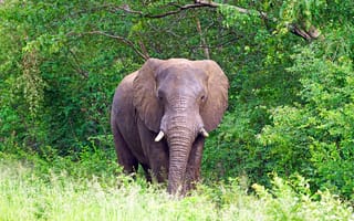 Картинка Слоны, Животные