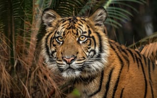 Картинка Тигры, Взгляд, Животные, смотрит