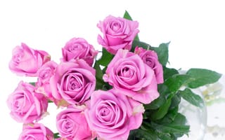 Картинка Букеты, Розы, фоне, Цветы, белом, фоном, розовые, розовых, белым, Белый, цветок, Розовый, розовая