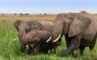 Обои Слоны, Детеныши, три, Трое, втроем, Животные, слон, животное