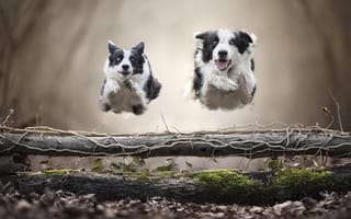Картинка Бордер-колли, Собаки, прыгать, бегущий, две, вдвоем, бегущая, Двое, Прыжок, животное, собака, прыгает, прыжке, Животные, два, Бег, бежит