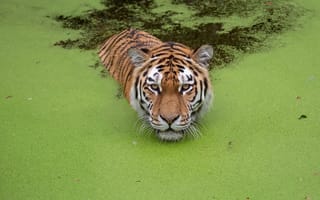 Картинка Тигры, плавающий, Плывет, плавают, плывущий, болоте, плавает, Болото, тигр, плывут, болотом, животное, Животные