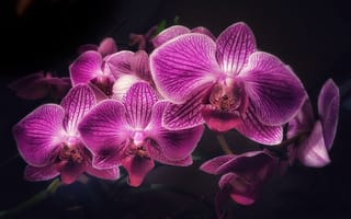 Картинка Орхидеи, Фиолетовый, фиолетовые, планом, вблизи, Крупным, фиолетовая, фиолетовых, Цветы, орхидея, цветок