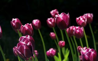 Обои Тюльпаны, фиолетовые, тюльпан, Фиолетовый, фиолетовых, фоне, черном, фиолетовая, Черный, цветок, на, Много, Цветы