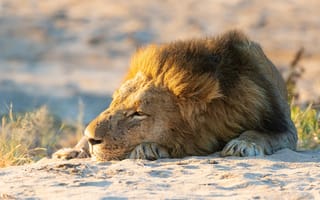 Картинка Львы, спят, лев, Спит, спящий, песка, песке, сон, животное, Песок, Животные