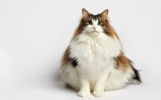Картинка коты, Norwegian, животное, кошка, кот, сидя, Forest, фоне, cat, Сидит, толстая, жирная, Животные, Серый, сером, жирный, Толстый, Кошки, сидящие