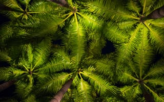 Картинка Вид, снизу, пальм, пальма, Пальмы, Природа