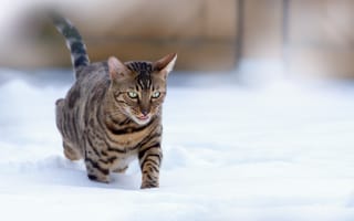 Обои кошка, Снег, смотрят, Животные, снегу, снеге, смотрит, снега, кот, коты, Кошки, Взгляд, животное