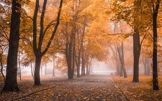 Картинка Листья, Туман, дерева, Листва, лист, тумане, осенние, Природа, деревьев, Деревья, Парки, дерево, тумана, Осень, парк