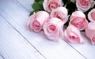 Картинка Розы, Розовый, цветок, поздравительной, роза, розовые, Шаблон, Доски, открытки, розовых, Цветы, розовая