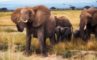 Картинка Слоны, Детеныши, Животные, животное, слон