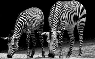 Обои Зебры, Двое, Черно, Животные, животное, зебра, вдвоем, два, черно, белое, белые, две