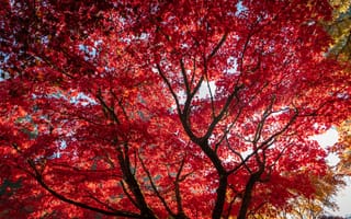 Обои Листья, Клён, красные, деревьев, Осень, клёновый, Красный, Природа, Деревья, дерево, ветка, красных, осенние, ветке, дерева, на, лист, красная, Листва, клёна, Ветки, ветвь